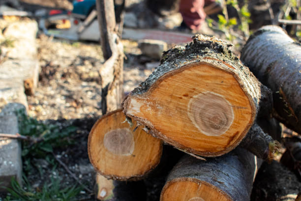 Reliable Buckeystown, MD Tree Care Solutions